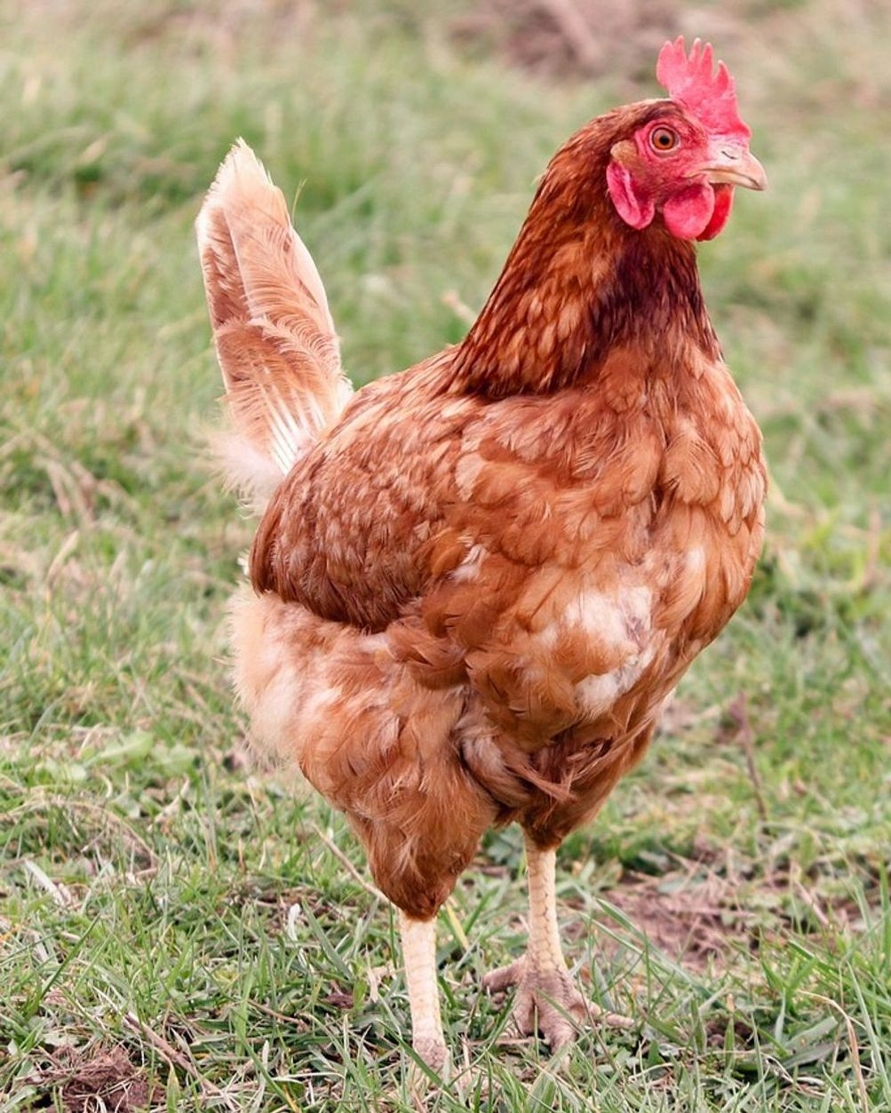 Naša zajednica uzgajivača
